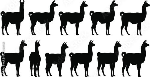 Llama silhouette vector set, black farm animal icons, side profile poses, stylized livestock design, rural creature illustration, hand-drawn camelid artwork