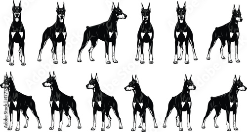 Muscular dog silhouette vector set, black pet icons, cropped ear design, standing posture illustration, strong canine artwork, loyal companion theme