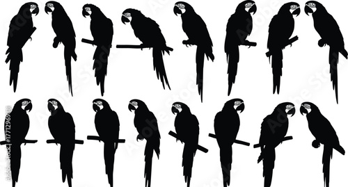 Parrot silhouette vector set, black tropical bird icons, macaw poses and perch design, exotic wildlife illustration, jungle animal artwork, nature theme