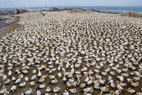 Cape gannet colony on Bird Island at Lamberts Bay on the west coast of South Africa