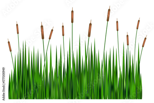 Grass reed on swamp and lake. Vector tall cattail plants isolated on white background. Wetland wild green plants. Coastal bulrush long foliage.