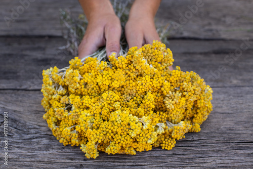 Wild yellow flower named helichrysum arenarium at the hands of a woman. 