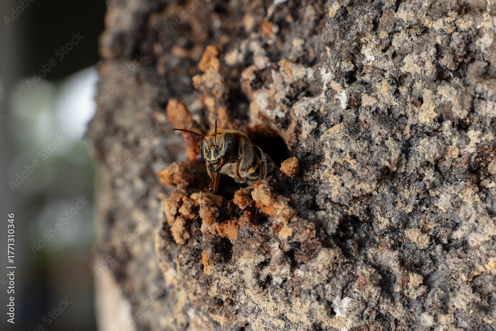 Obraz premium Macro photograph of a stingless bee (Melipona eburnia), an Amazonian species highly valued for its medicinal honey