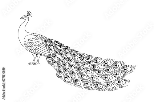 Elegant Peacock Outline A Detailed Vector Drawing for Coloring Books and Creative Projects
