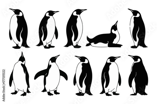 Emperor Penguin Poses Antarctic Wildlife Illustration with Black and White Sea Bird
