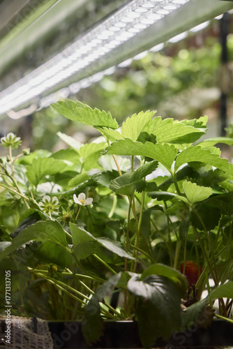 Growing strawberry plants indoors under bright lights