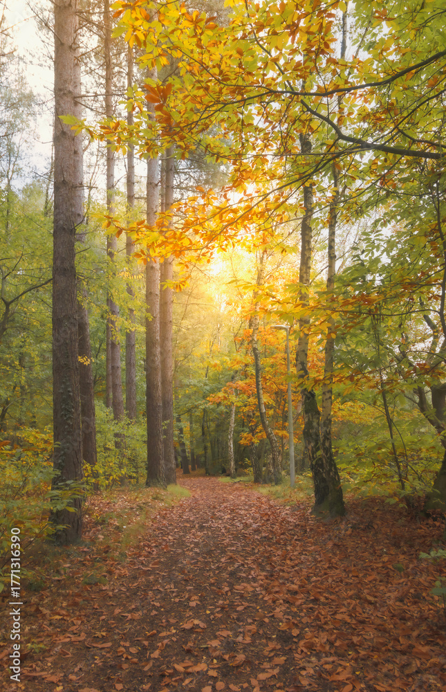 Obraz premium Scenic forest in blur for the background path lined with vibrant orange and green leaves during autumn