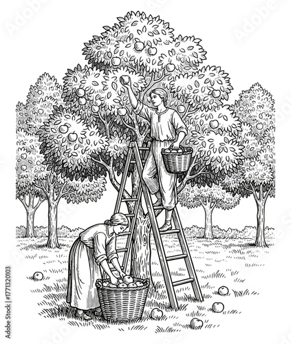 Women harvesting apples in orchard against white background