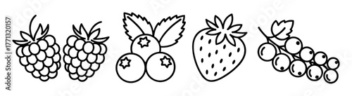 Fruit set with raspberries, blueberries, grapes and strawberries in black and white line art style