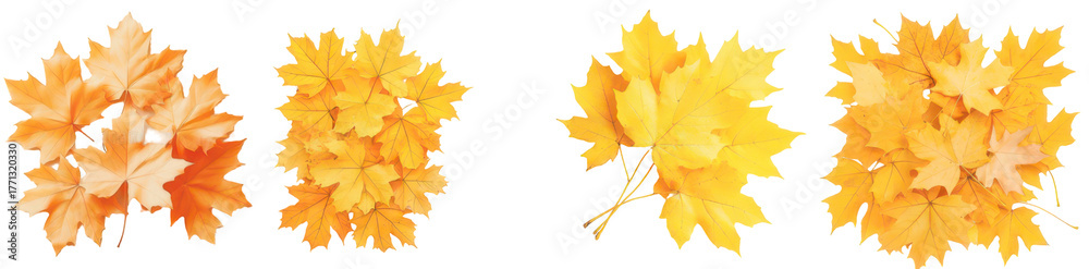 Obraz premium Autumn's Golden Embrace: A vibrant display of autumn leaves, showcasing the season's beautiful hues and textures.