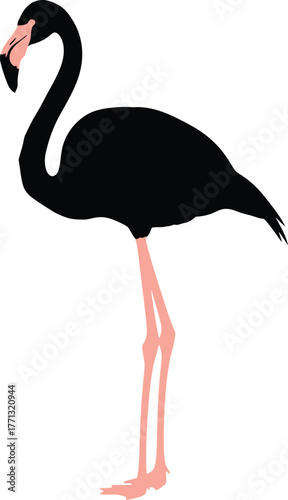 Striking silhouette of a black flamingo with delicate pink legs standing gracefully against a clean white background a unique and uncommon coloration for this exotic bird