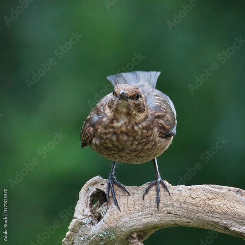 a close up of a female blackbird, Turdus merula, as she is about to take off from a branch. She is facing straight at the camera and the natural background has space for copy text