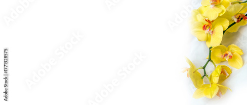 The branch of yellow orchids on white fabric background
