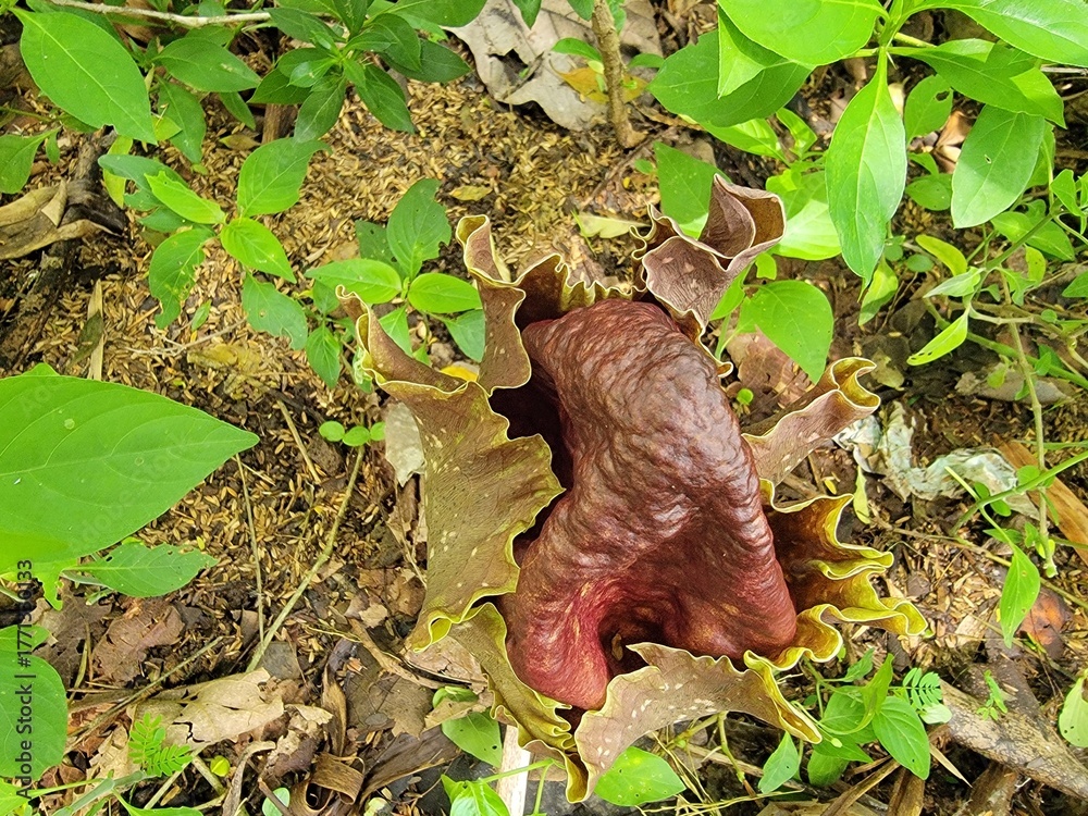 Obraz premium Amorphophallus paeoniifolius (corpse flower)