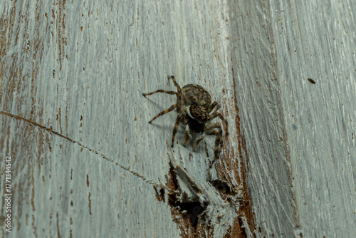 Jumping Spider on Wooden Surface – Macro Photography of Arachnid Behavior and Detail