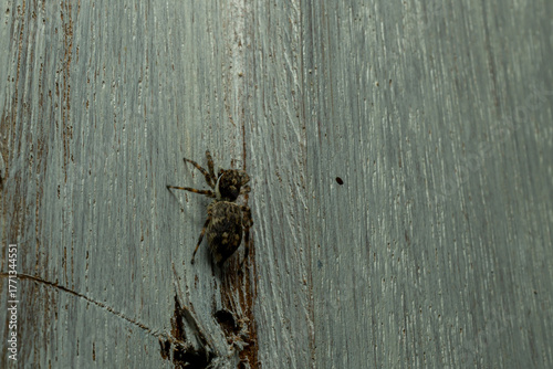 Jumping Spider on Wooden Surface – Macro Photography of Arachnid Behavior and Detail