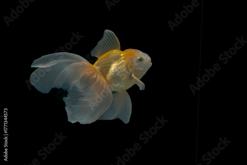Elegant Goldfish Swimming in Dark Background – Fine Art Aquarium Photography