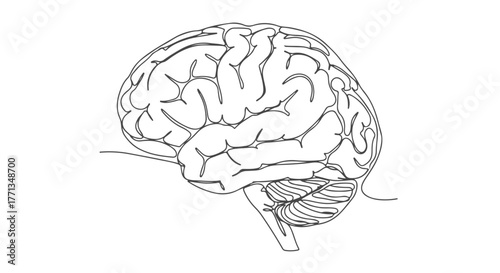Anatomical illustration of the human brain drawn in one continuous single line art style for medical or scientific concepts