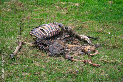 Photos Animal carcass decomposing in grassland, showing natural decay, skeletal remains