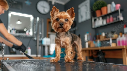 Adorable Yorkshire Terrier with Professionally Groomed Fur at a Pet Salon Grooming Table Closeup