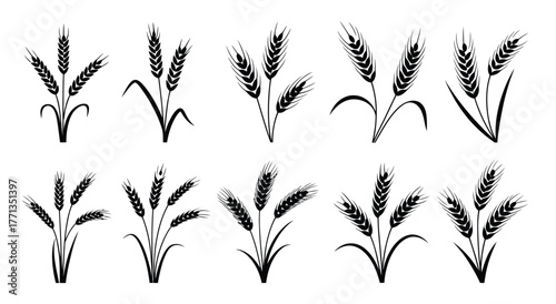 Wheats ears icon set and wheat design elements flat line vector collection isolated on transparent background. Harvest wheat grain, growth rice stalk and whole bread grains or field cereal nutritious.