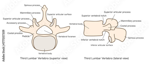 第3腰椎（L3）の解剖学、上面図と側面図