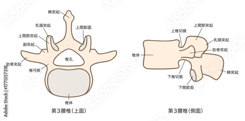 第3腰椎（L3）の解剖学、上面図と側面図