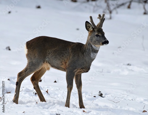Roe Deer in Winter - A Focused Portrait in the Snow.