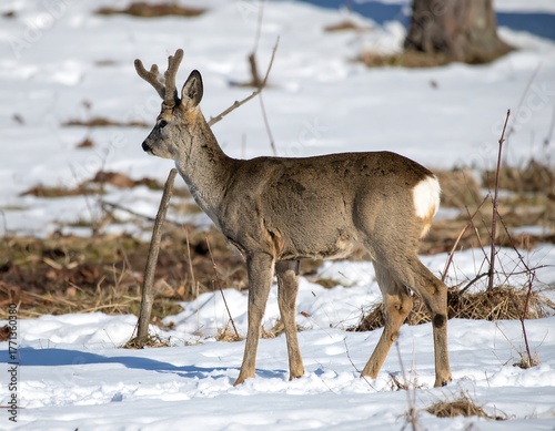 Roe Deer in Winter Landscape - A Focused Wildlife Portrait.