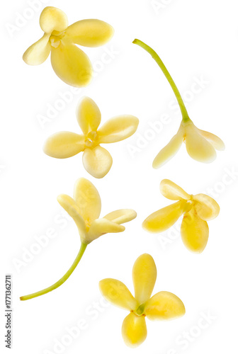 photograph capturing five small individual golden sweet osmanthus flower blooms scattered and floating freely against a transparent background.