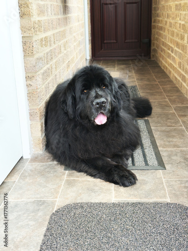 A fully grown, black, pet Newfoundland female dog – a giant pedigree breed – lying peacefully in the narrow passageway of her home.