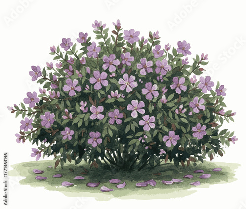 Gentle Purple Blooms Lycianthes rantonnetii isolated watercolor vector illustration svg