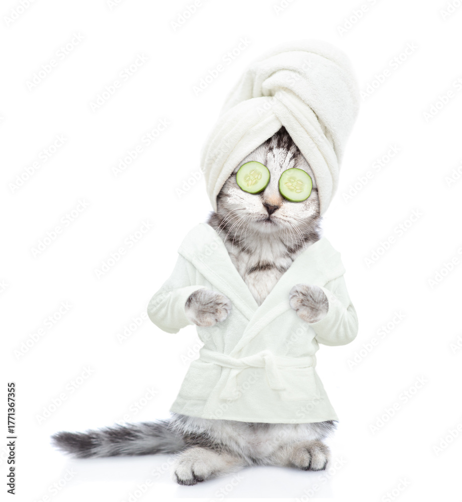 Obraz premium Cute kitten with towel on it head and with slices of cucumber o it eyea wearing bathrobe standing on hind legs. Isolated on white background