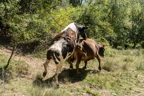 Canvas Print Unusual mounting behavior between cows and heifers during estrus (heat) in a green pasture