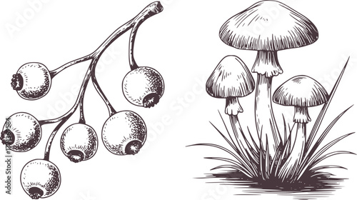 Berries and mushrooms line drawing branch grass