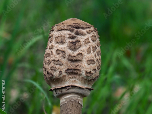 Unique mushroom with textured cap found in a grassy area during early autumn