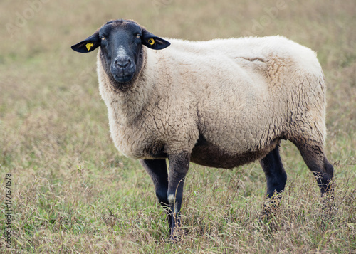 Sheep standing in a green pasture under an overcast sky in the countryside during early morning hours
