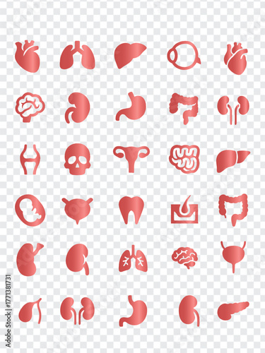 Flat design human organs and anatomy icons set.