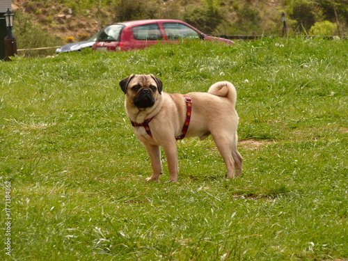 Pug dog standing on green grass outdoors