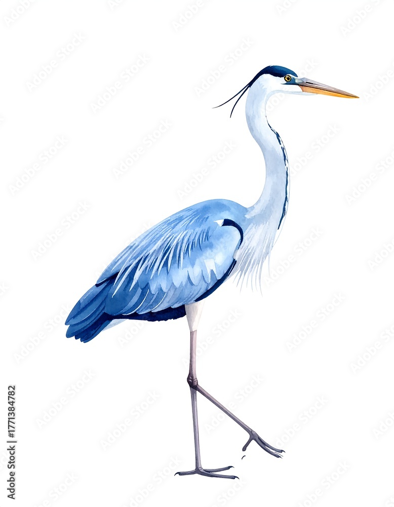 Obraz premium Illustration of a tall, slender, blue-grey avian creature on a white background