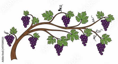 Vine and branches vector illustration. Stylized cartoon grapevine with purple grapes and green leaves. Decorative fruit plant design element for wine and agriculture themes.