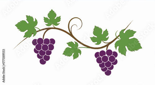 A simple grapevine vector illustration with two clusters. Decorative looping vine with leaves for wine or vineyard branding. Stylized graphic element isolated on white background