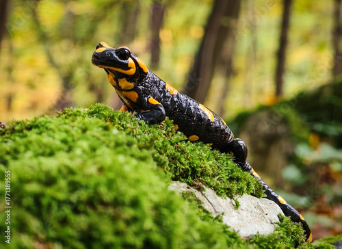 Close-up view of a fire salamander (Salamandra salamandra) climbing on moss in the Bükk Mountains, Hungary. Bright yellow spots and textured skin in its natural forest habitat.
