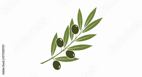 Olive branch with green leaves and dark olives on white background  