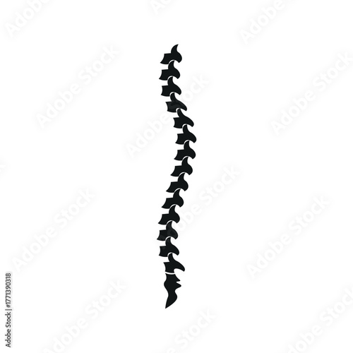Spine Illustration