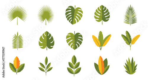 Tropical leaf flat vector design set exotic flora illustration