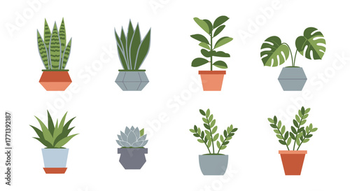 Variety of potted houseplants illustration graphic isolated on white background