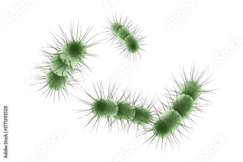 3D rendered image of green, rod-shaped bacteria with pili, resembling E. coli, illustrating microbial structure and potential infection. background removed