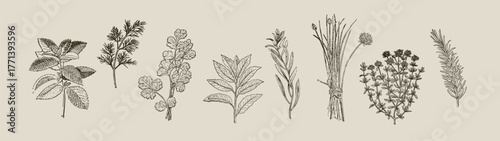 Mixed culinary herbs vintage botanical engraving herbal collection illustration