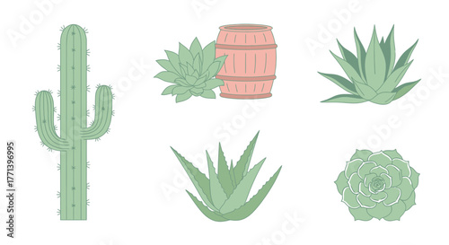 Botanical collection with cactuses and succulents in vector style isolated